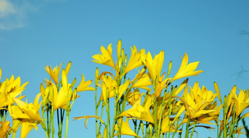 a bunch of yellow flowers against a blue sky, lily petals, header, prairie, in the early morning