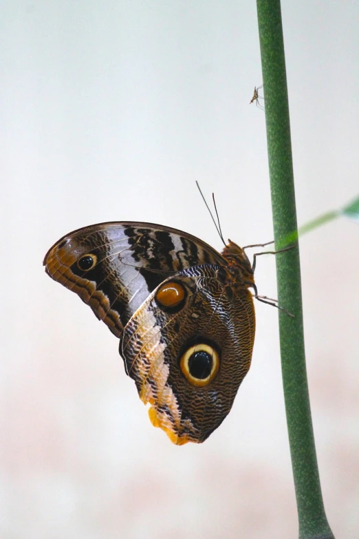 a close up of a butterfly on a plant, bauhaus, an owl, beautiful smooth oval head, indoor, right side composition