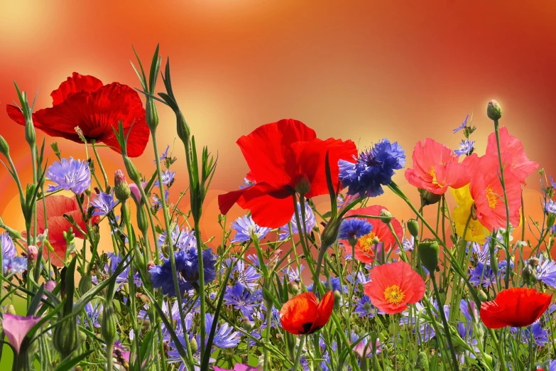 a field filled with lots of different colored flowers, a picture, by Hans Schwarz, shutterstock, red and blue back light, tricolor background, remembrance, full of colour 8-w 1024