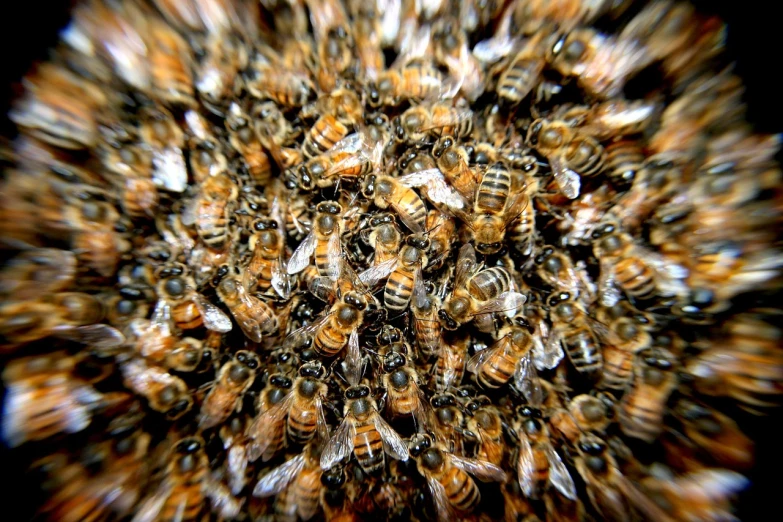 a bunch of bees sitting on top of each other, a macro photograph, by Jon Coffelt, wide angle”, lots of swirling, symmetric!, massive crowd