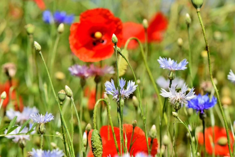 a field of red poppies and blue cornflowers, a photo, detailed zoom photo, outdoor photo, very beautiful photo, close - up photo