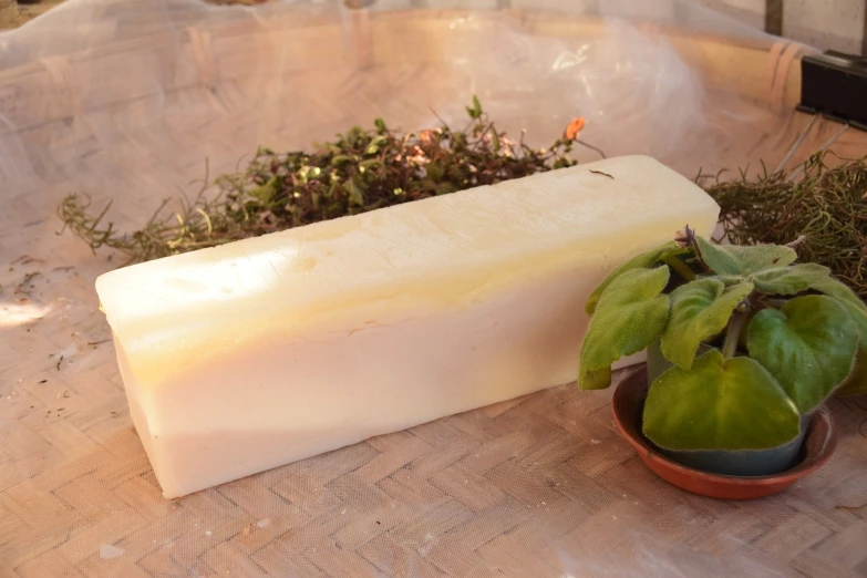 a block of soap sitting next to a potted plant, by Erwin Bowien, plenty mozzarella, really long, smoked layered, herbs