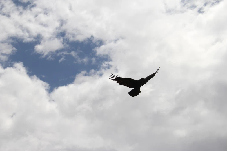 a bird that is flying in the sky, a photo, inspired by Gonzalo Endara Crow, hurufiyya, wide shot photo