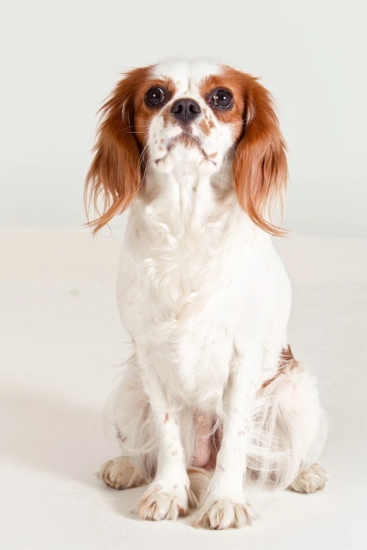 a white and brown dog sitting on a white surface, shutterstock contest winner, fine art, elegant regal posture, long ears, reddish, freckle