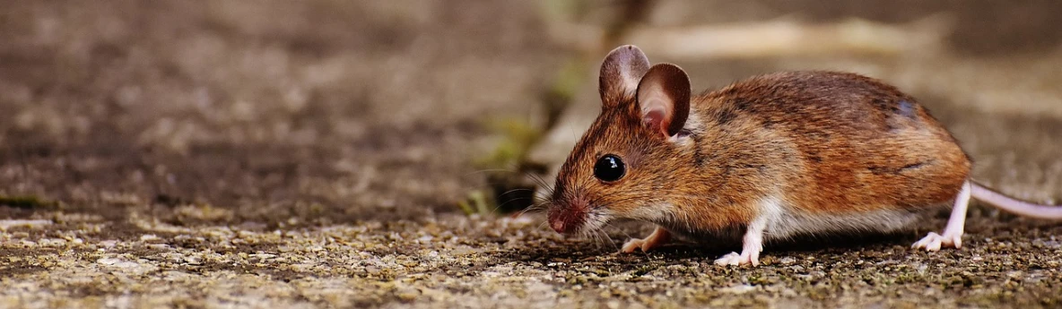 a close up of a mouse on the ground, by Micha Klein, trending on pixabay, photorealism, kidneys, long pointy ears, ready for battle, ilustration