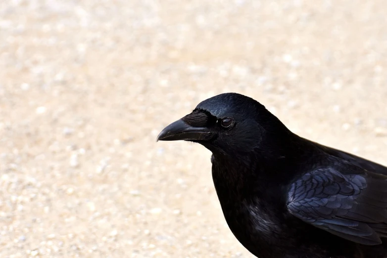 a black bird is standing on the ground, a portrait, renaissance, closeup of the face, right side composition, tourist photo, close - up photo