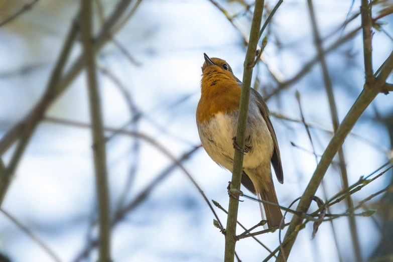 a small bird sitting on top of a tree branch, a photo, by Peter Churcher, shutterstock, singing for you, very low angle view, robin, crisp photo