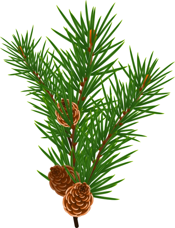 a pine branch with two cones on it, an illustration of, trending on pixabay, sōsaku hanga, on a black background, high detail illustration, full colored, vectorized