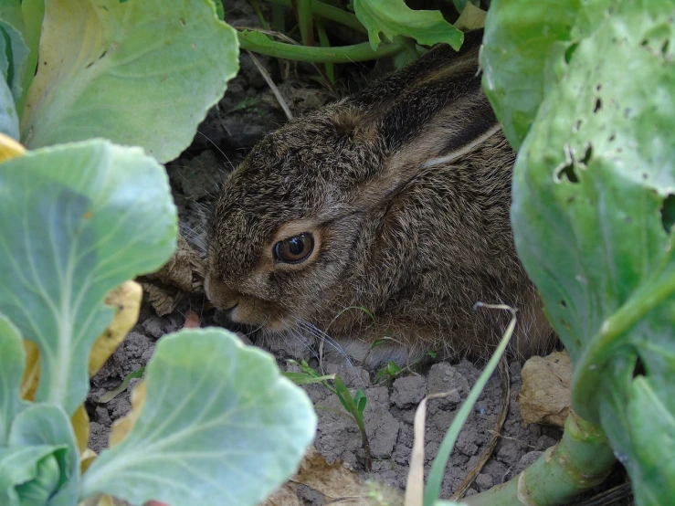 a rabbit that is sitting in the dirt, a picture, by Robert Brackman, pixabay, renaissance, amongst foliage, truncated snout under visor, in a nest, with slight stubble