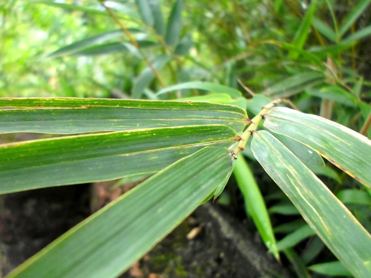 a close up of a plant with green leaves, flickr, hurufiyya, bamboo wood, glowing line cracks in armor, palm skin, undertailed