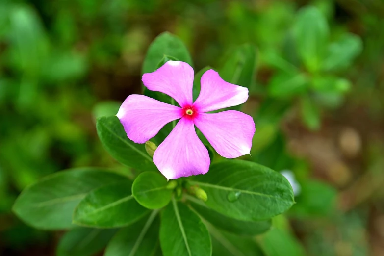 a pink flower sitting on top of a green plant, by Bernardino Mei, hurufiyya, istockphoto, jasmine, violet flower, 7 0 mm photo