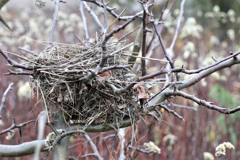 a bird nest sitting on top of a tree branch, inspired by Patrick Dougherty, flickr, uncropped, menacing!!!, family photo, early spring