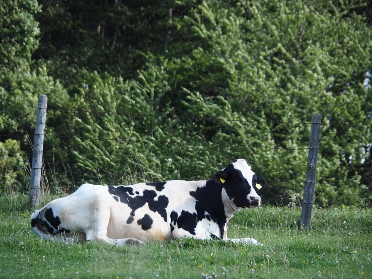 a cow that is laying down in the grass, flickr, quebec, ! low contrast!, springtime morning, white with black spots