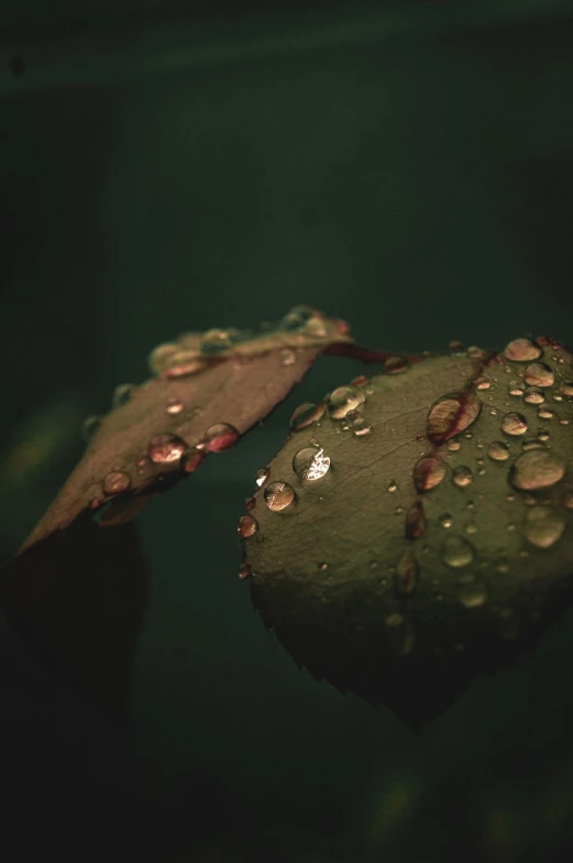 a close up of a leaf with water droplets on it, unsplash, romanticism, roses in cinematic light, 4k vertical wallpaper, dark damp atmosphere, low angle shot