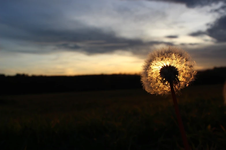 a close up of a dandelion in a field, a picture, by Stefan Gierowski, at sunset in autumn, lit from the side, from the side