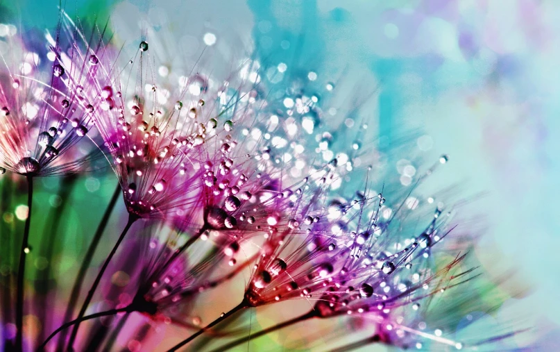 a close up of a flower with water droplets on it, by Marie Bashkirtseff, shutterstock, art photography, colorful crystals, dandelions, pink and teal, with sparkling gems on top