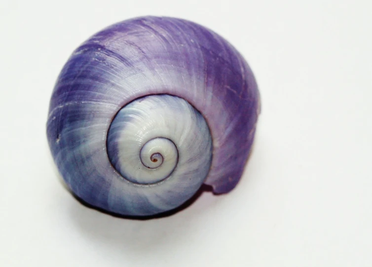 a close up of a purple shell on a white surface, by Anna Füssli, spiral horns!, unknown artist, amulet, second colours - purple