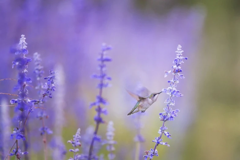 a hummingbird flying through a field of purple flowers, soft and muted colors, salvia, perfect scene, shallow depth of fielf