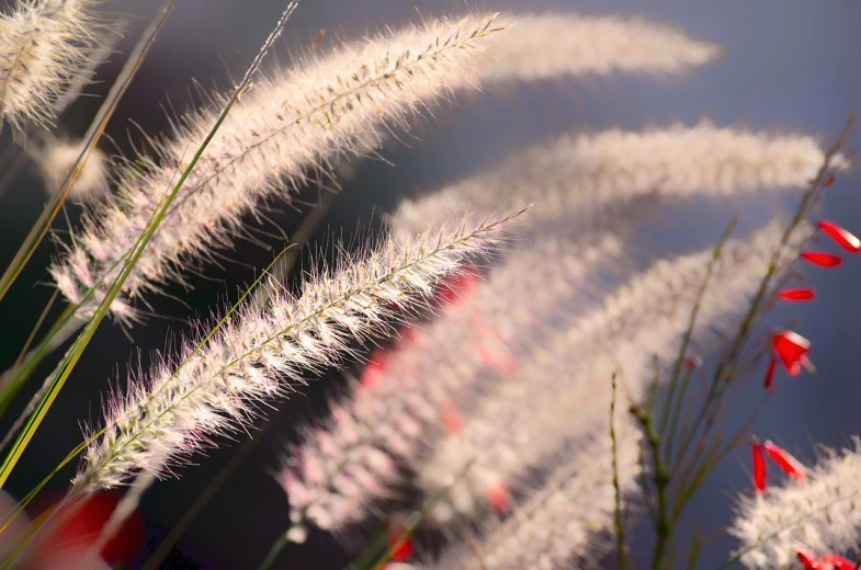 a bunch of white and red flowers in a field, a macro photograph, romanticism, phragmites, with fractal sunlight, feather, 300mm telephoto bokeh