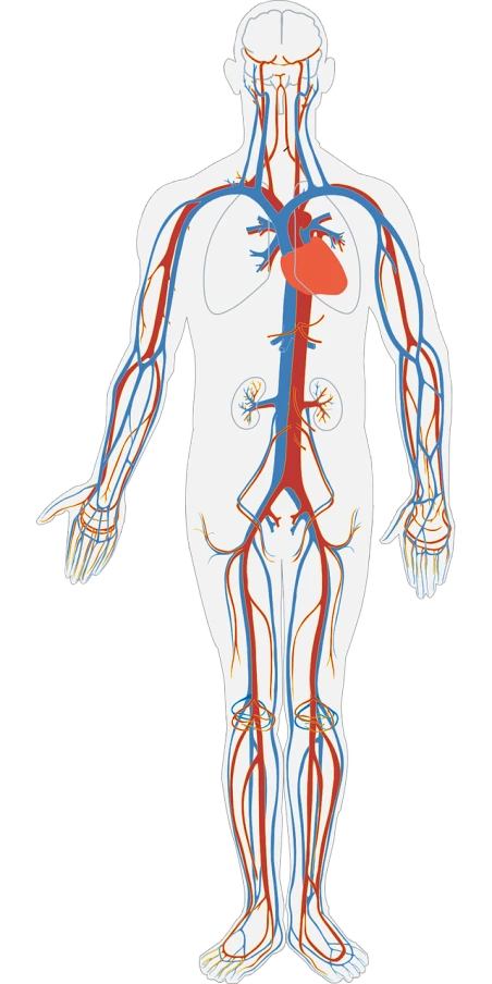 a diagram of the human circulatory system, an illustration of, by Pamela Drew, centered full body shot, human arms, cutout, full width