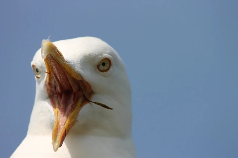 a close up of a seagull with its mouth open, a picture, by Robert Brackman, shutterstock, albino, ready to eat, stock photo