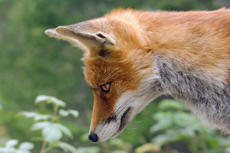 a close up of a fox with a blurry background, by Lorraine Fox, flickr, fine art, close - up profile face, view from the side”, but very good looking”, extremely-detailed