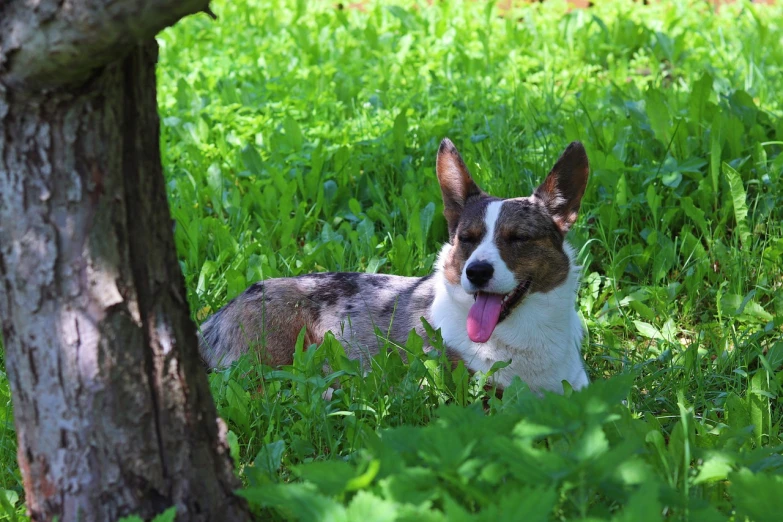 a dog that is laying down in the grass, a portrait, by Maksimilijan Vanka, shutterstock, laying under a tree on a farm, corgi cosmonaut, happy sunny day, [ realistic photo ]!!