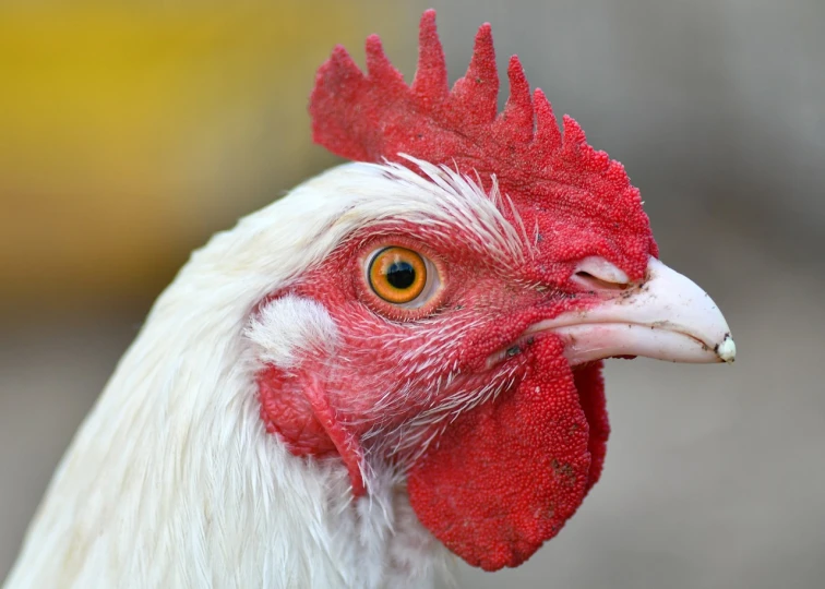 a close up of a rooster with a red comb, by David Budd, shutterstock, heterochromia, closeup at the face, stock photo, heavy - lidded eyes