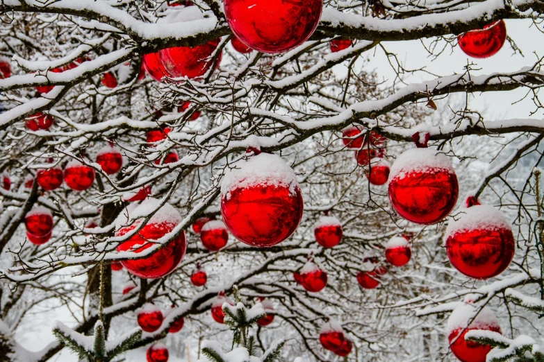 a bunch of red christmas ornaments hanging from a tree, a photo, by Anna Haifisch, pexels, snow on trees and ground, ❤🔥🍄🌪, giant cherry trees, hdr detail