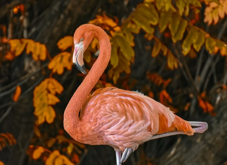 a pink flamingo standing in front of a tree, a photo, shutterstock, fine art, autumn colors, sitting on a leaf, full frame shot, portait photo