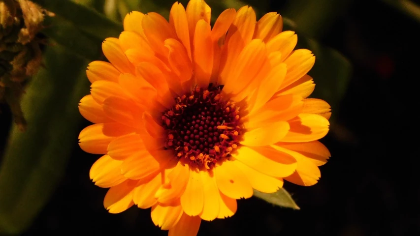 a close up of a yellow flower with green leaves, a portrait, by Jan Rustem, dark orange, orange halo, marigold, very sunny