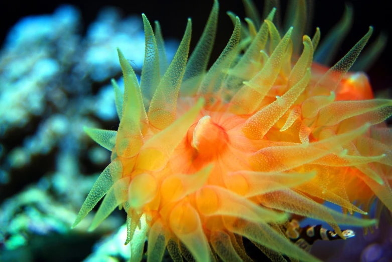 a close up of an orange sea anemone, by Dietmar Damerau, flickr, romanticism, yellow spiky hair, underwater psychedelic smoke, sea dragon, colorful”