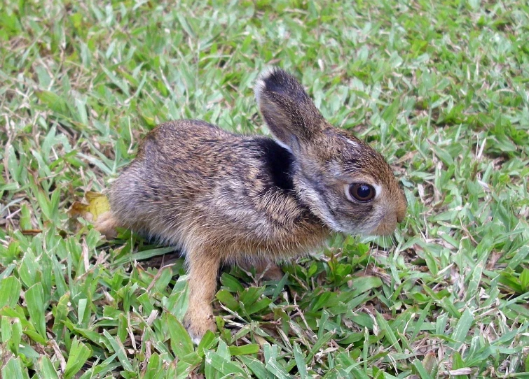 a small rabbit is sitting in the grass, a photo, by Robert Brackman, flickr, 2 0 0 2 photo, hatched ear, broadshouldered, savannah