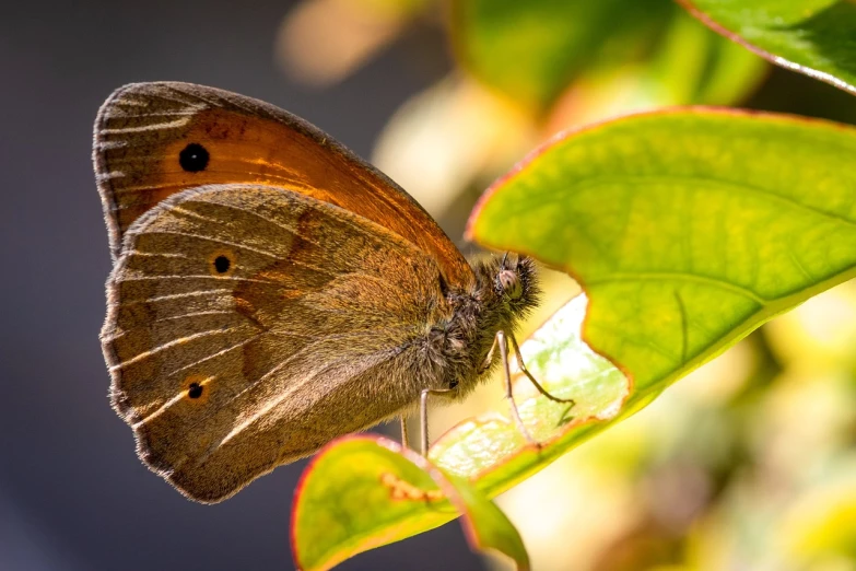 a close up of a butterfly on a leaf, by Mathias Kollros, afternoon sunlight, épaule devant pose, ivy, ringlet