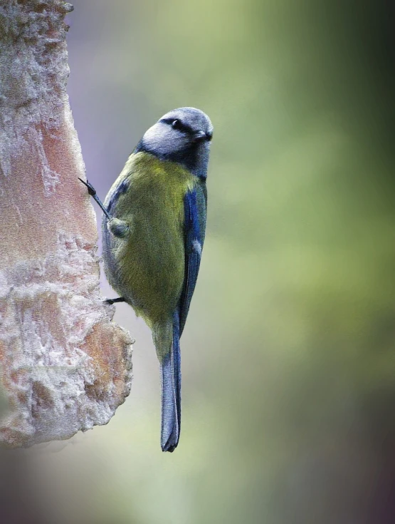 a blue and green bird sitting on top of a bird feeder, a photo, inspired by Robert Bateman, pixabay, chunky!!!, fine detail post processing, on a tree, !female