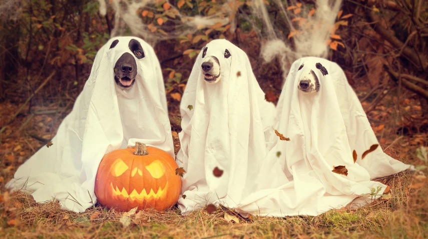 three dogs in ghost costumes sitting next to a pumpkin, shutterstock, vintage photo, realistic depiction, dlsr photo