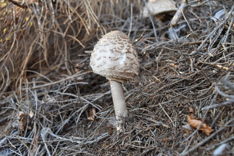 a close up of a mushroom on the ground, central california, very pale, high res photo
