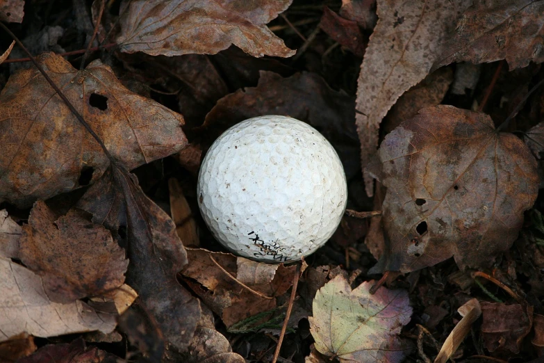 a golf ball sitting on top of a pile of leaves, a photo, flickr, land art, ! low contrast!, albino, moldy, lane brown