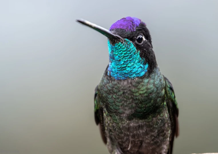 a close up of a colorful bird on a branch, a macro photograph, hurufiyya, purple and blue and green colors, face portrait of an elegant, glossy flecks of iridescence, hummingbirds