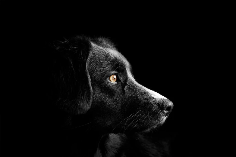 a close up of a dog's face on a black background, by Adam Marczyński, pixabay, back light contrast, clean white lab background, hunting, realistic picture