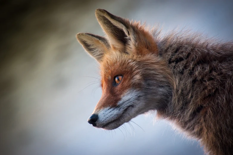 a close up of a fox's face with a blurry background, by Marten Post, renaissance, profile pose, view from the side”, looking upward, very sharp photo