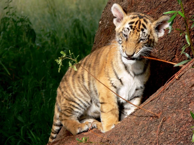 a tiger cub sitting on top of a rock, flickr, on a tree, photograph credit: ap, tiger pelt, bangalore