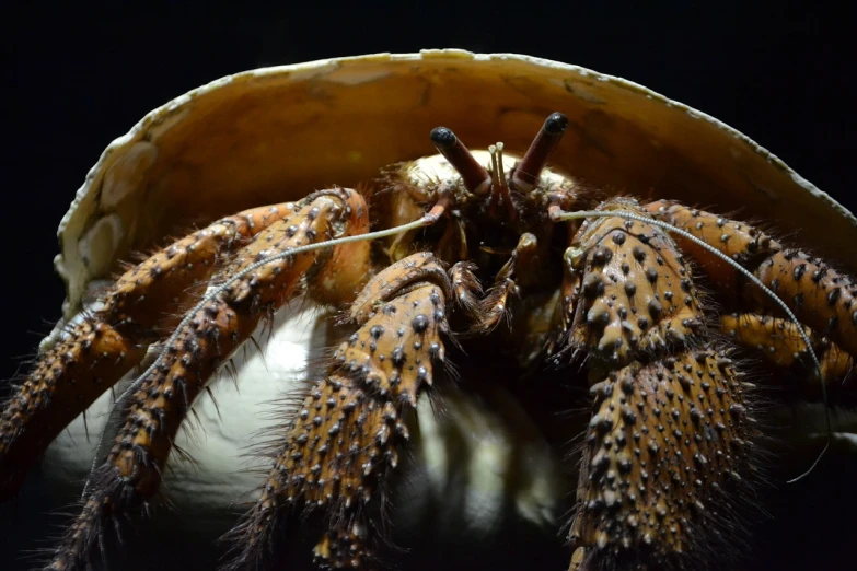 a large crab that is inside of a shell, a macro photograph, by Anna Haifisch, pixabay contest winner, hurufiyya, side of head, bowl, 4 k detail, angler fish