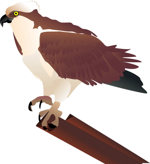 a brown and white bird sitting on top of a wooden pole, an illustration of, inspired by John James Audubon, pixabay contest winner, hurufiyya, isometric view, sharp claws and tail, full color illustration, attack vector