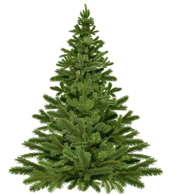 a green christmas tree on a white background, a photo, by Stefan Gierowski, shutterstock, frontal realistic, rotated left right front back, a 15 foot tall, happy birthday