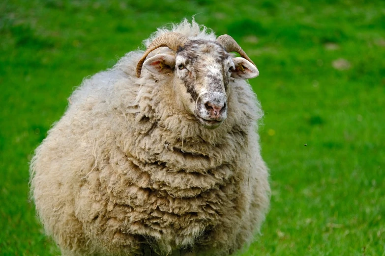 a sheep standing on top of a lush green field, a portrait, by Jan Rustem, shutterstock, full round face!, aged 2 5, ugly look, 2 0 2 2 photo