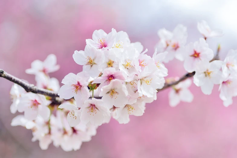 a close up of a bunch of flowers on a tree, a picture, by Niko Henrichon, shutterstock, sakura kinomoto, background image, hong soonsang, pure white