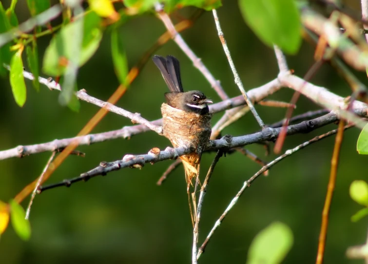 a small bird sitting on top of a tree branch, flickr, hurufiyya, large antennae, pot-bellied, sharp photo, tattered wings