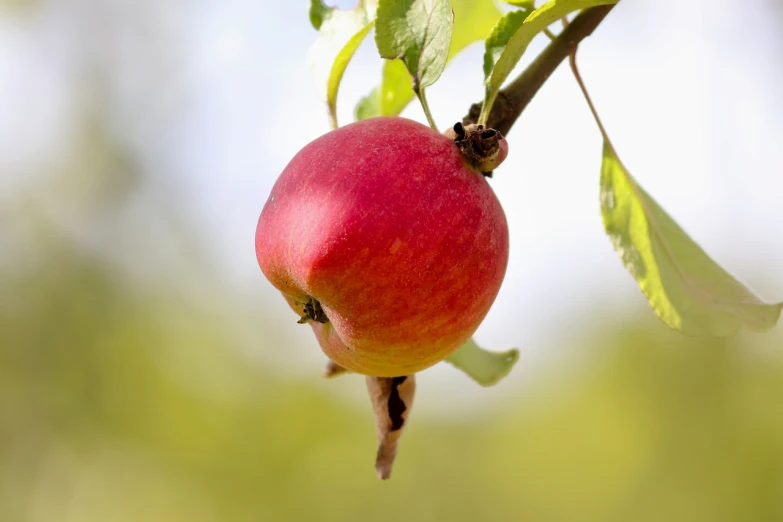 a red apple hanging from a tree branch, osr, istockphoto, pink, noseless