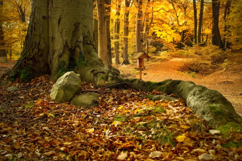 a forest filled with lots of trees and leaves, by Dietmar Damerau, shutterstock contest winner, fine art, elves house, golden colors, scene!!, hollow